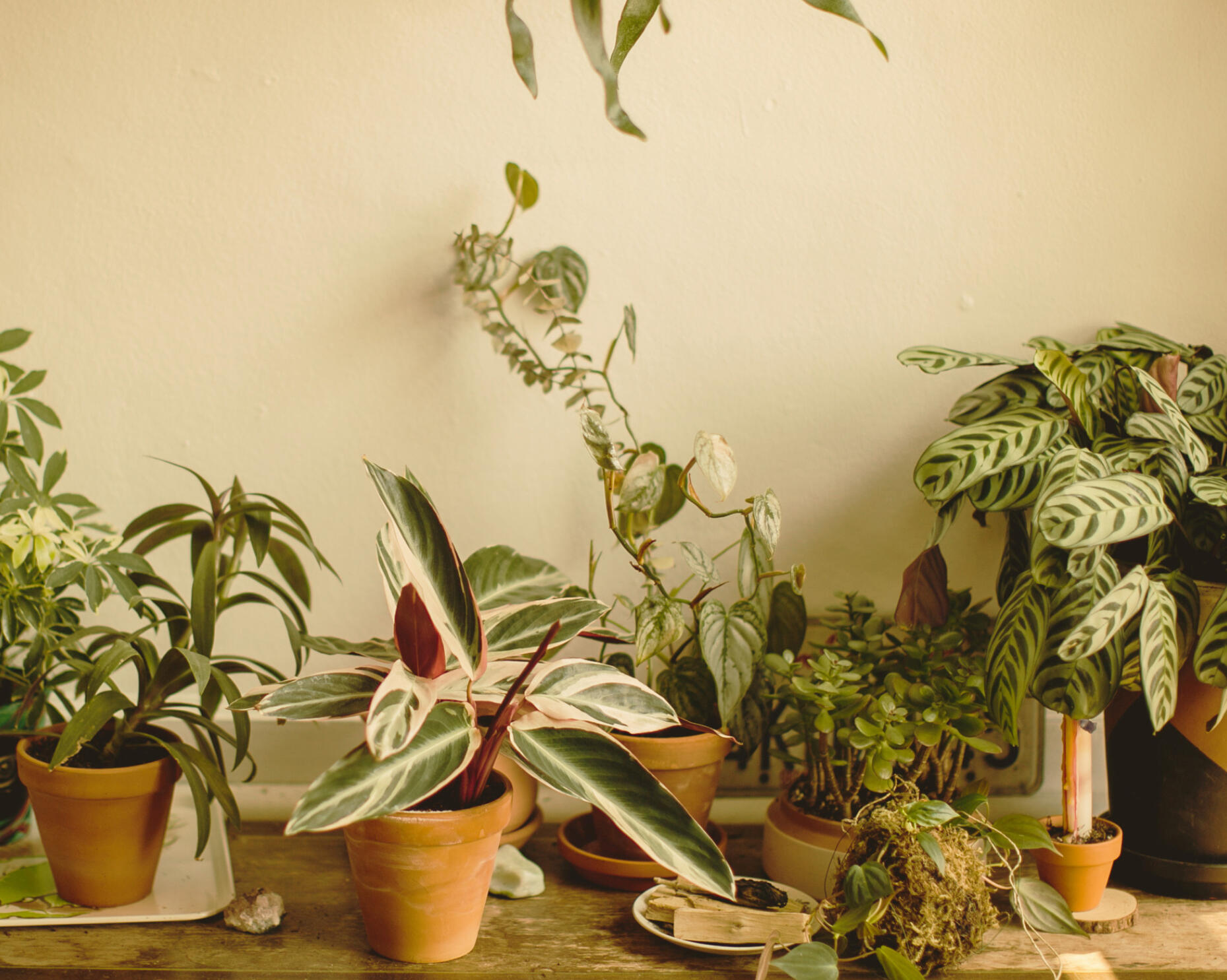 The Green Pipeline: supporting clean energy high level converting copywriting. More house plants in a different part of the same room on table and away from the window. Marketing renewable energy with targeted copywriting.