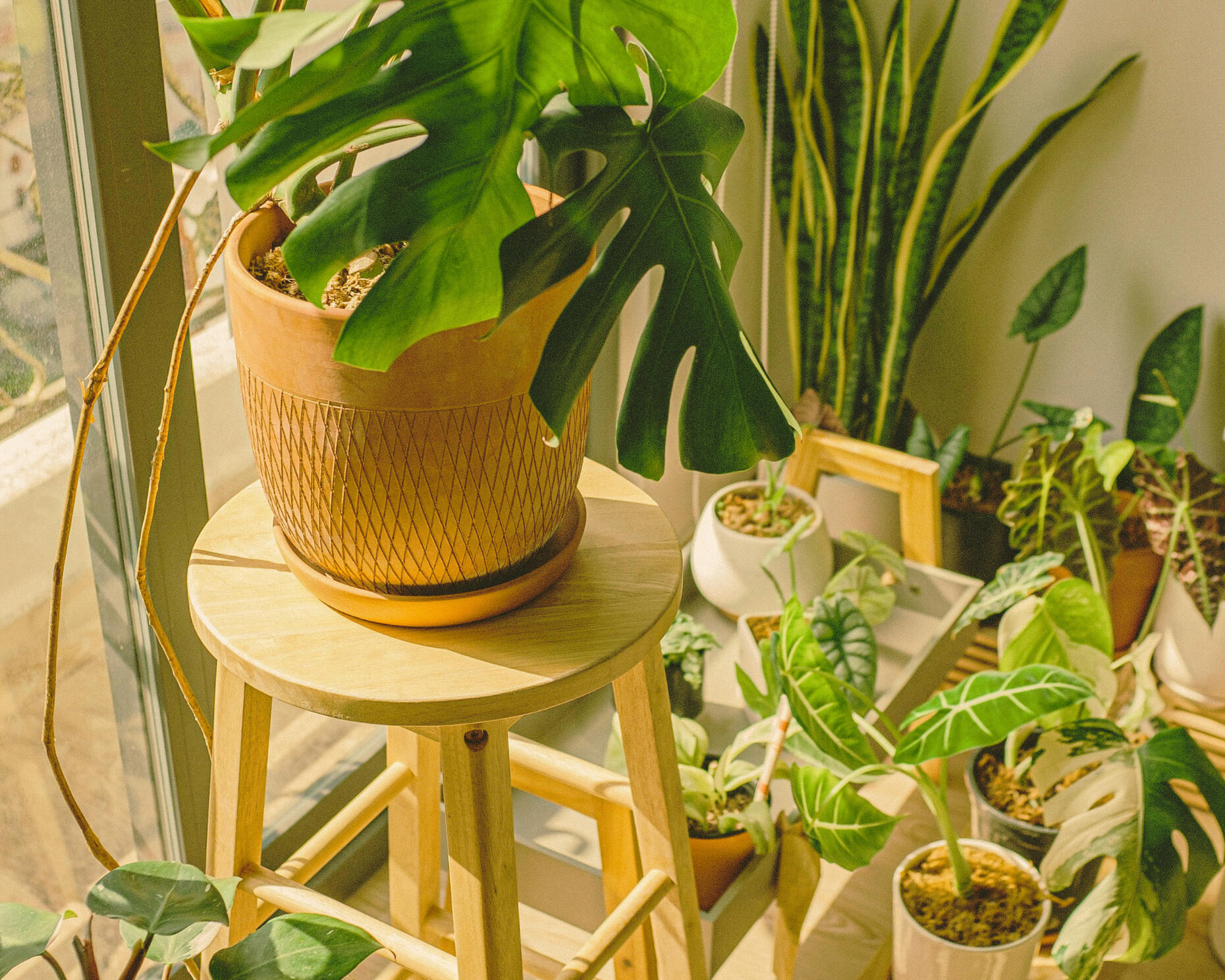 Strategic copywriting and content marketing solutions for clean energy providers. Collection of house plants of different sizes, next to patio doors. Symbolises a cleaner, low carbon solutions supported by renewable energy.