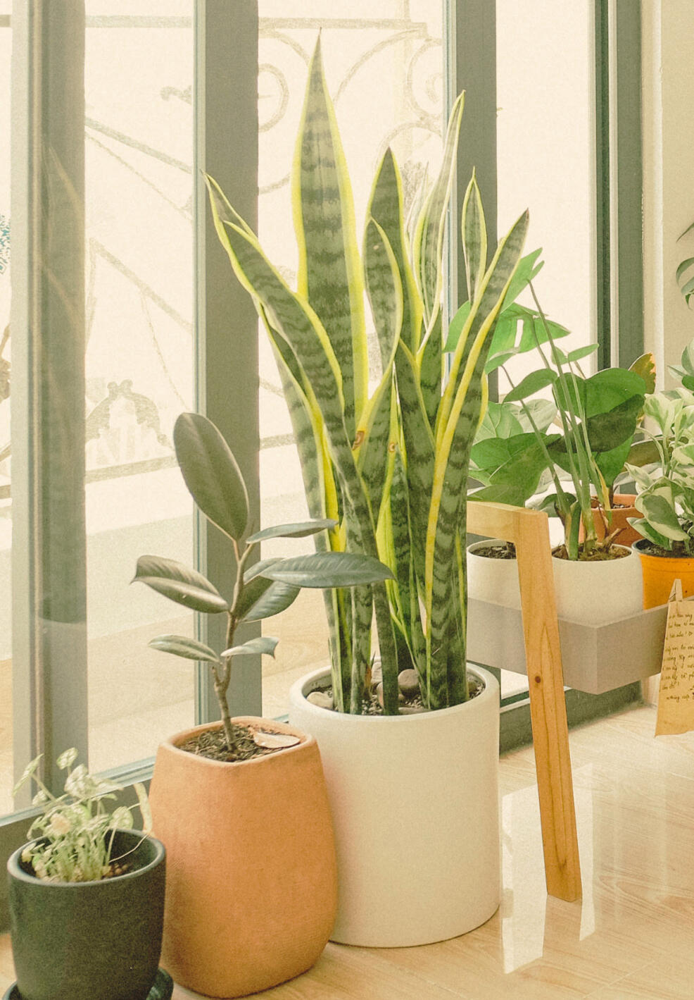 The Green Launchpad: giving clean energy providers the tools to launch an impactful content marketing strategy from scratch The same house plants at the balcony door with a close up on a snake plant. The Green Launchpad supports successful renewable energy marketing.